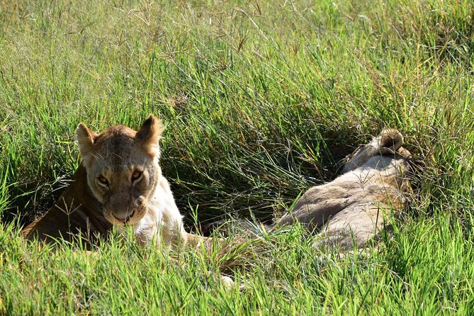 Ultimate Guide For The Best 4-Days Serengeti Safari in Tanzania - Day 3: Serengeti to Ngorongoro
