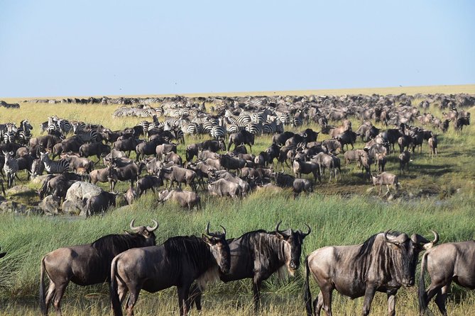 Ultimate Guide For The Best 4-Days Serengeti Safari in Tanzania - What the $1,334 price really covers