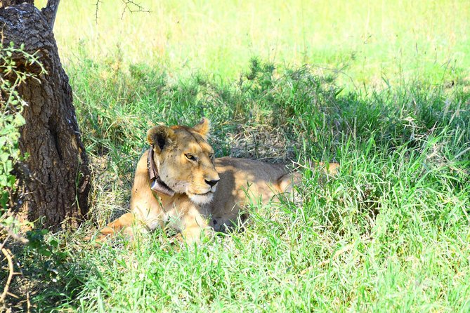 Ultimate Guide For The Best 4-Days Serengeti Safari in Tanzania - Guides, vehicles, and the human side of the safari
