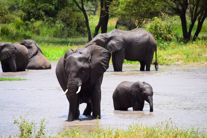 Ultimate Guide For The Best 4-Days Serengeti Safari in Tanzania - Day 2: A full day in the Serengeti