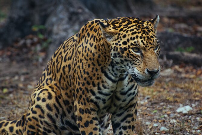 Unforgettable 4 Days Tanzania Private Budget Safari Tour - Key points at a glance