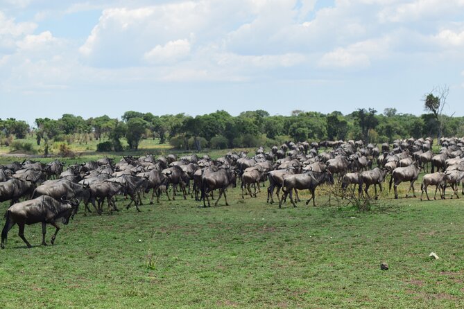 Unforgettable 4 Days Tanzania Private Budget Safari Tour - Day 3: A second Serengeti game drive, then toward Ngorongoro