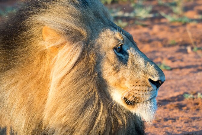 Unforgettable 4 Days Tanzania Private Budget Safari Tour - What the guide and vehicle can mean for your experience