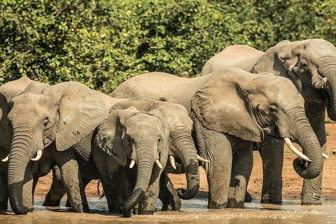 Unforgettable 5 days Tanzania Private Budget Camping safari - Key details before you book