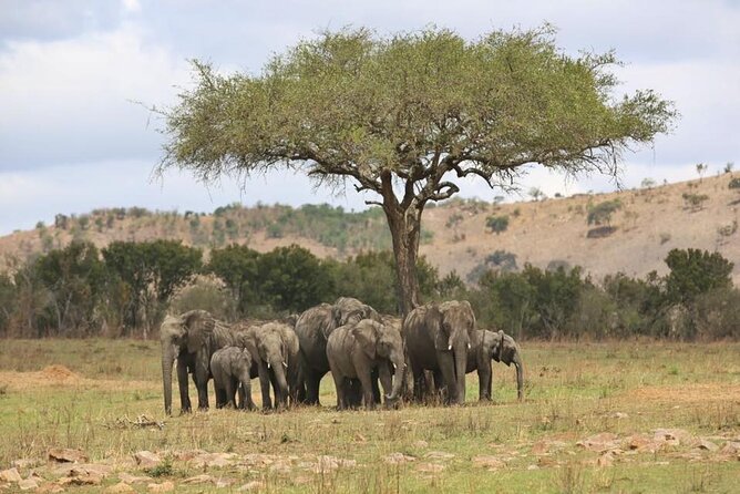 Unforgettable Tanzania Safari And Zanzibar Beach - Ngorongoro Crater’s concentrated wildlife viewing