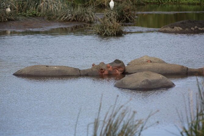 Unforgettable Tanzania Safari And Zanzibar Beach - Three Serengeti days instead of one quick visit