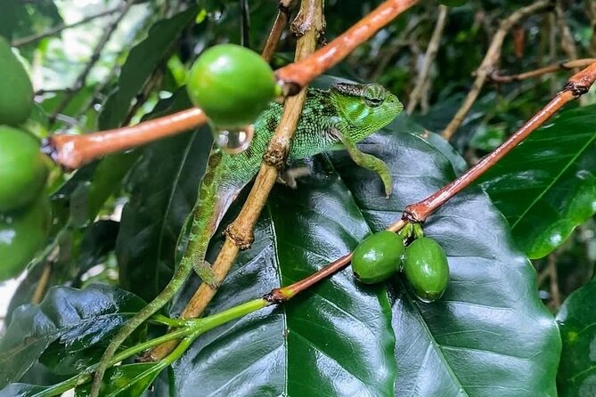 Waterfall, coffee tour & hot springs - lunch and drinks included - Who should book this day trip
