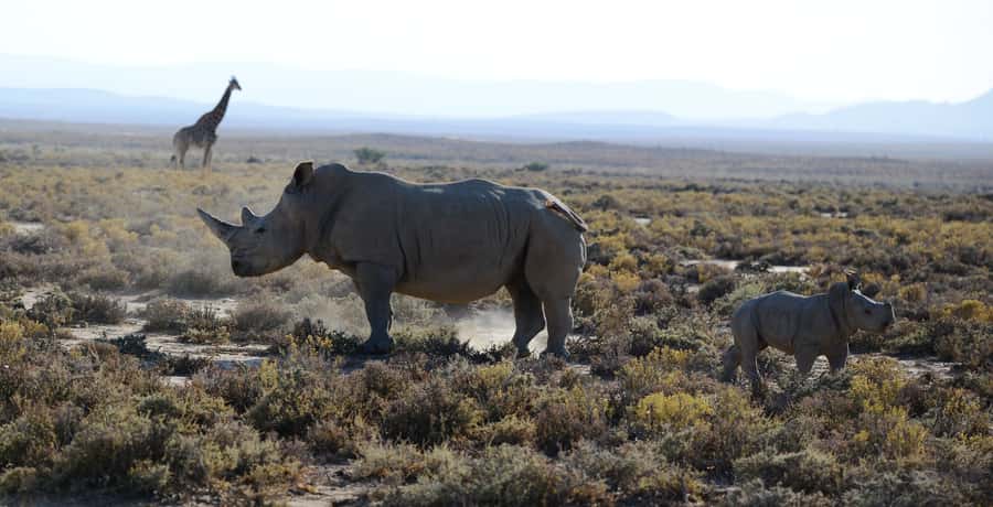 Zanzibar: 2-Day Private Magical Ngorongoro Crater Safari - Key details before you book