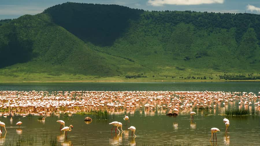 Zanzibar: 2-Day Private Magical Ngorongoro Crater Safari - The guide and private vehicle make the difference