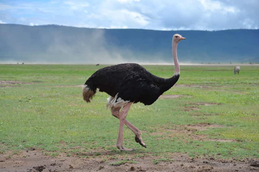 Zanzibar: 2-Day Private Magical Ngorongoro Crater Safari - Who should book this safari?