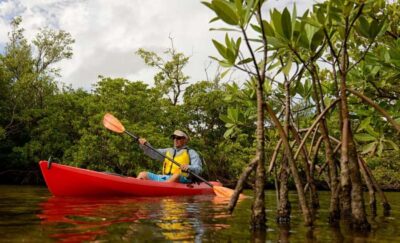3-hour Kayak Tour through the Mangrove Forest