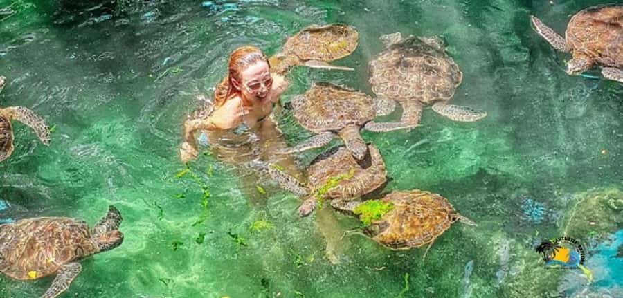 Zanzibar: Baraka Aquarium Feed, Swim & Snorkel with Turtles - Key points to know before you go