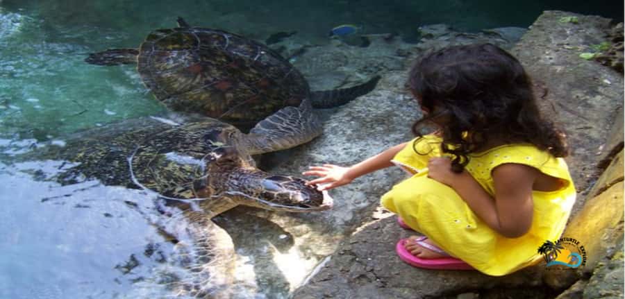 Zanzibar: Baraka Aquarium Feed, Swim & Snorkel with Turtles - Feeding the turtles safely