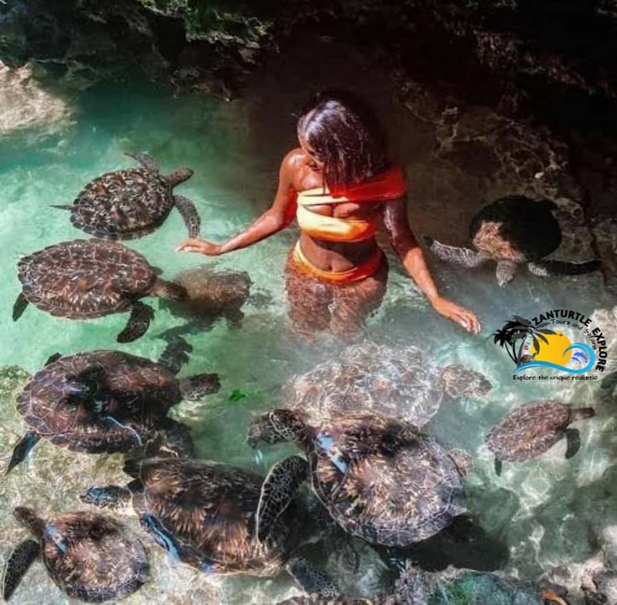 Zanzibar: Baraka Aquarium Feed, Swim & Snorkel with Turtles - Swimming and snorkeling with turtles