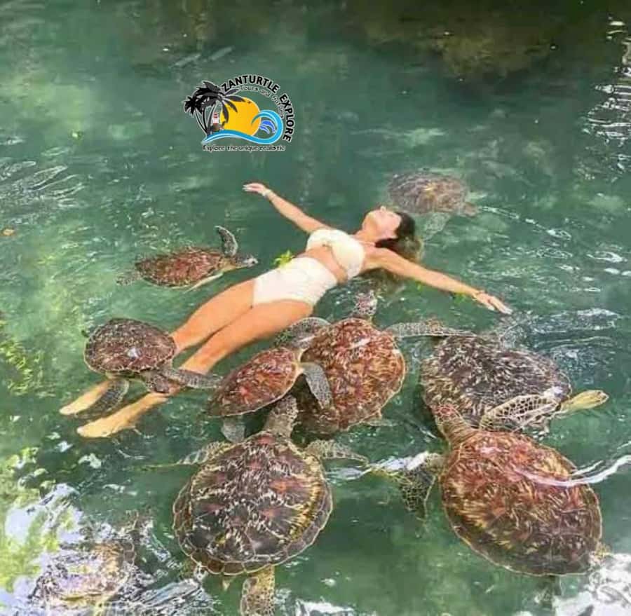 Zanzibar: Baraka Aquarium Feed, Swim & Snorkel with Turtles - Who will enjoy this experience most?