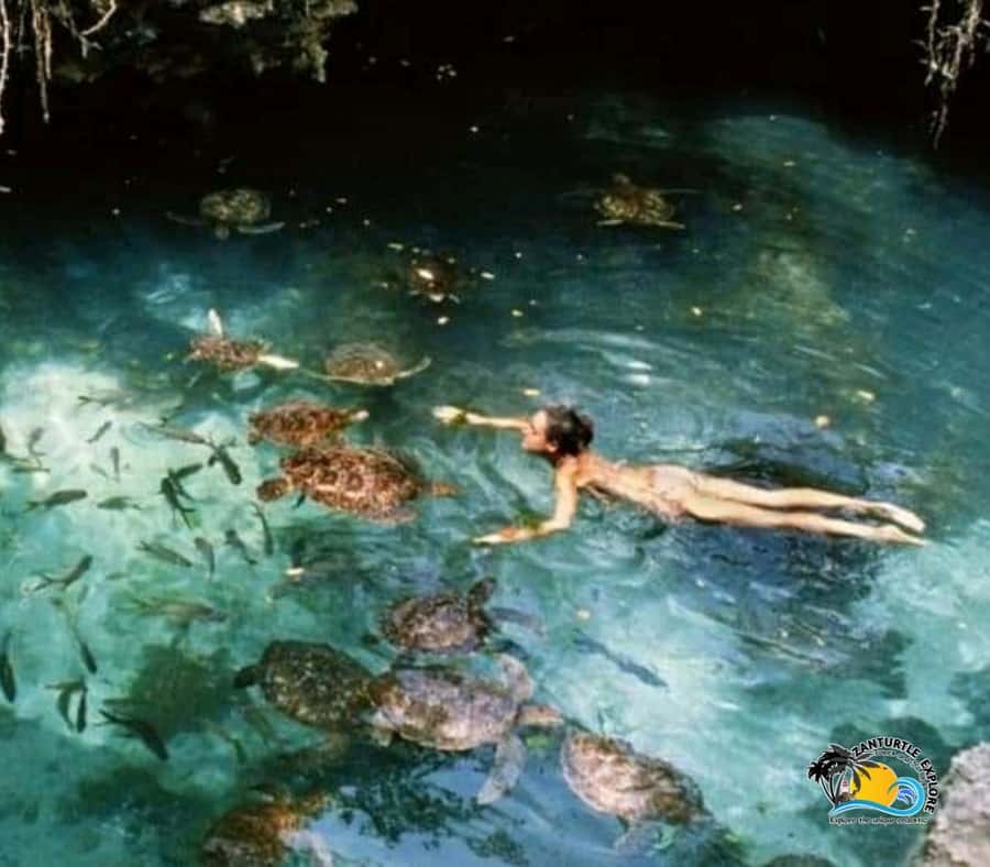Zanzibar: Baraka Aquarium Feed, Swim & Snorkel with Turtles - Practical tips for a better visit