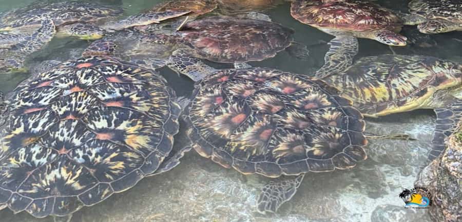Zanzibar: Baraka Aquarium Feed, Swim & Snorkel with Turtles - The coral-rock pool behind the beach
