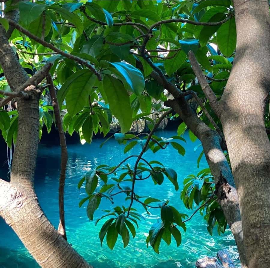 Zanzibar: Blue lagoon, Starfish, Paje Beach and Maalum Cave - Key points to know before booking