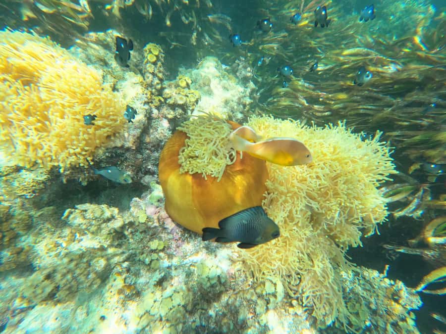 Zanzibar: Blue lagoon, Starfish, Paje Beach and Maalum Cave - Why this southern Zanzibar day works