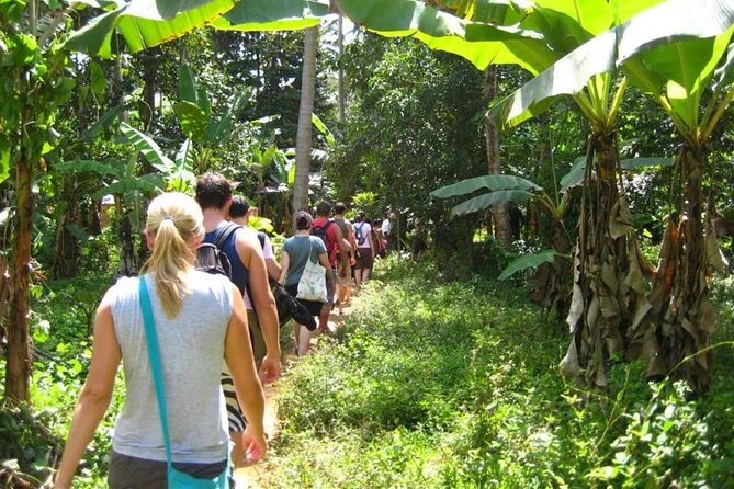 Zanzibar Cooking Class & Spice Tour - Walking through a Zanzibar spice farm