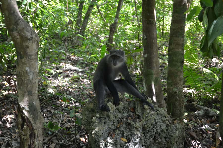 Zanzibar full day Jozani forest + Spice farm and stone town - Key points at a glance