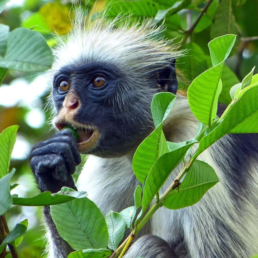 Zanzibar full day Jozani forest + Spice farm and stone town - What this full-day Zanzibar outing really offers