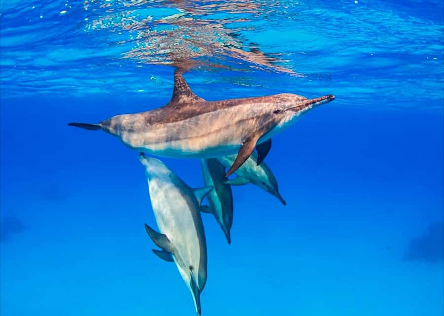 Zanzibar: Half-day Dolphin Swim & Snorkeling Boat Trip - Key points at a glance