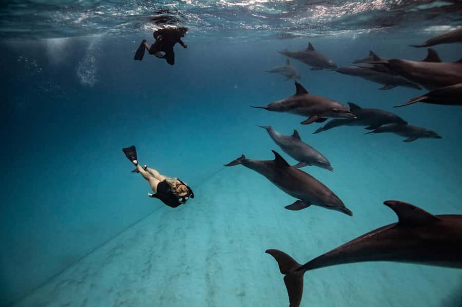 Zanzibar: Half-day Dolphin Swim & Snorkeling Boat Trip - What this Zanzibar boat trip is really about