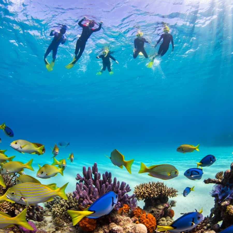 Zanzibar: Half-day Dolphin Swim & Snorkeling Boat Trip - Mnemba Island from the water