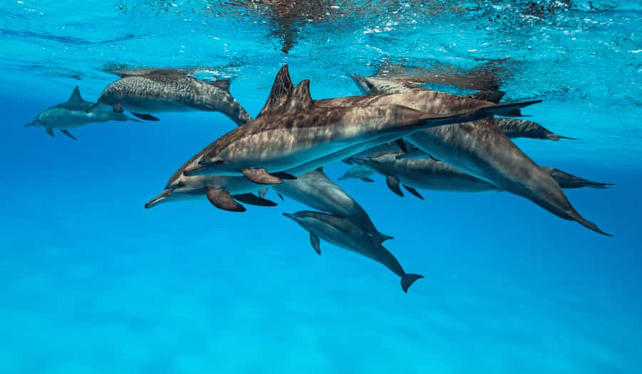 Zanzibar: Half-day Dolphin Swim & Snorkeling Boat Trip - The return ride and drop-off