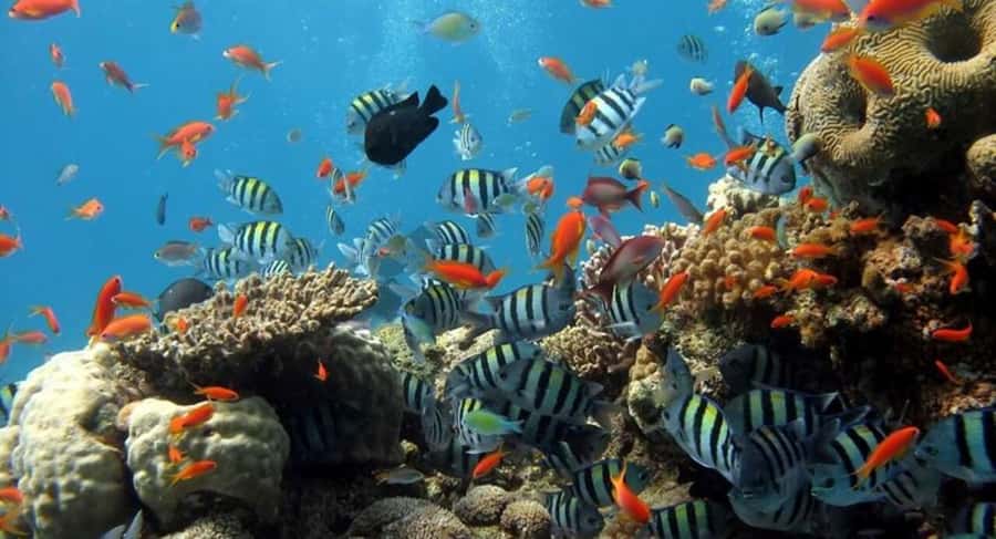 Zanzibar: Half-day Dolphin Swim & Snorkeling Boat Trip - Is $48 a good price?