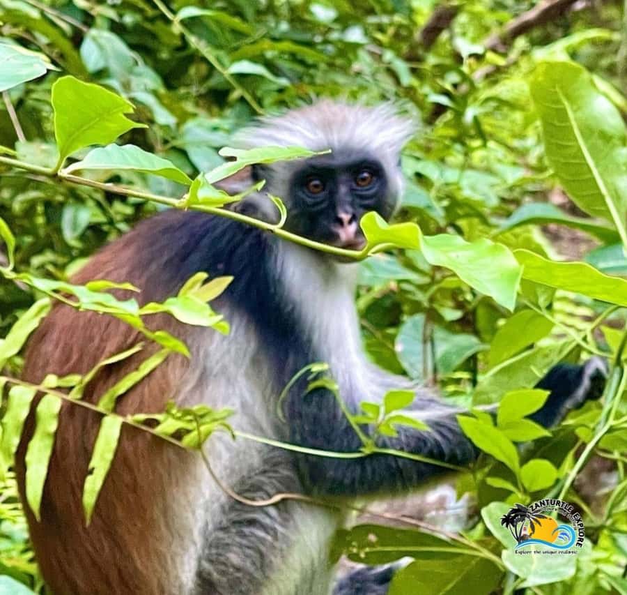 Zanzibar: Jozani Forest, Salaam Cave & The Rock Restaurant - What to bring and how to prepare
