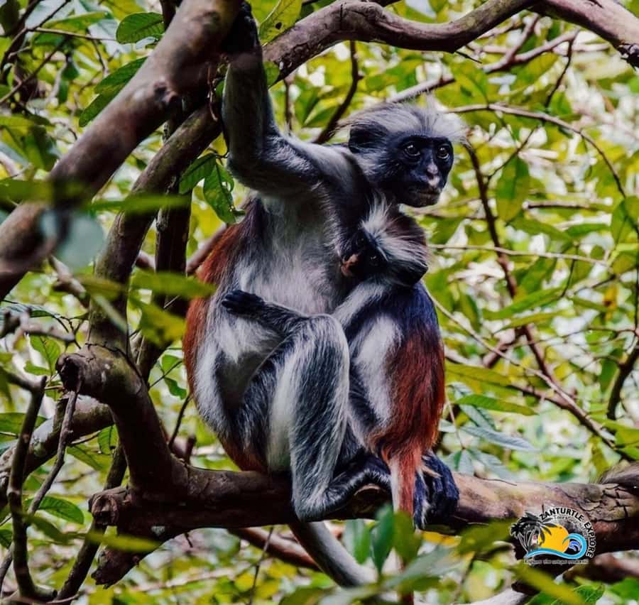 Zanzibar: Jozani Forest, Salaam Cave & The Rock Restaurant - Who should book this Zanzibar day tour?