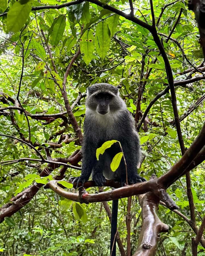 Zanzibar: Jozani Forest, Salaam & Maalum Caves and Sunset - Is $150 a fair price?