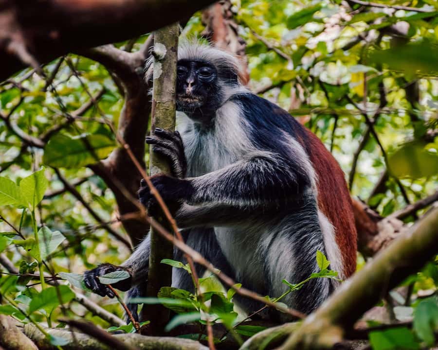 Zanzibar: Jozani Forest & Sea Tortoises Sanctuary Tour - What the $75 price really covers