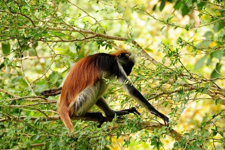 Zanzibar: Jozani forest tour & Spice farm tour with lunch - Three hours among Zanzibar’s spices