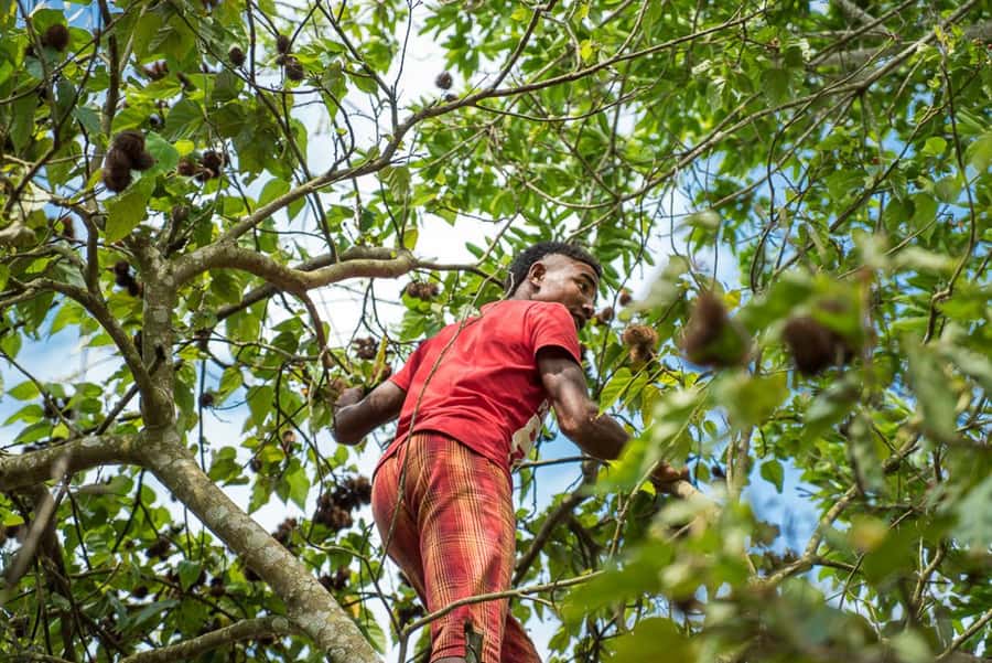 Zanzibar: Jozani forest tour & Spice farm tour with lunch - Pilau, fruit, and a meal on the farm