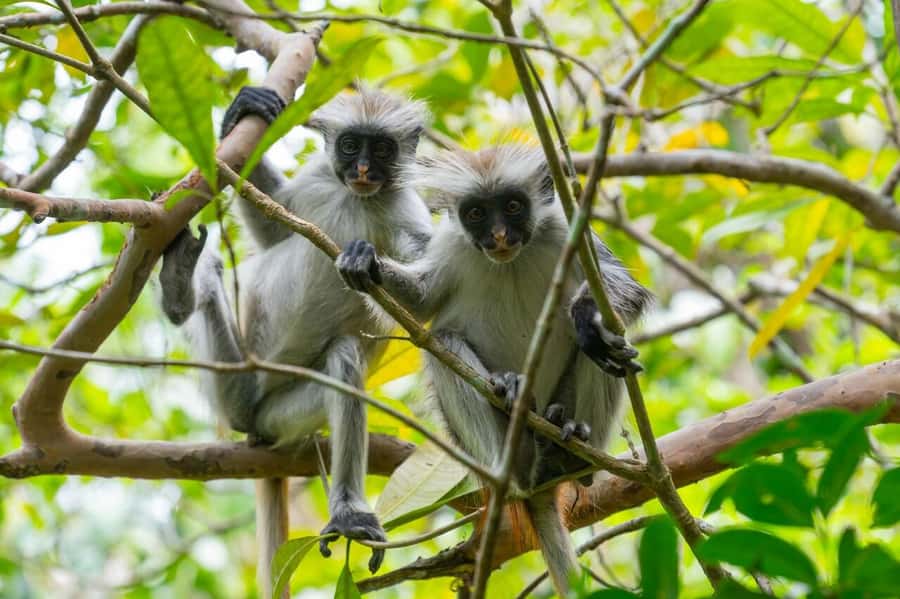 Zanzibar:Jozani national park,saalam cave &Mtende beach - What the seven-hour schedule really means