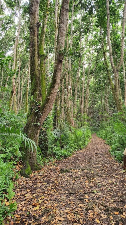 Zanzibar:Jozani national park,saalam cave &Mtende beach - Who will enjoy this experience most