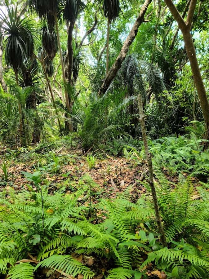 Zanzibar:Jozani national park,saalam cave &Mtende beach - Practical advice for a better day