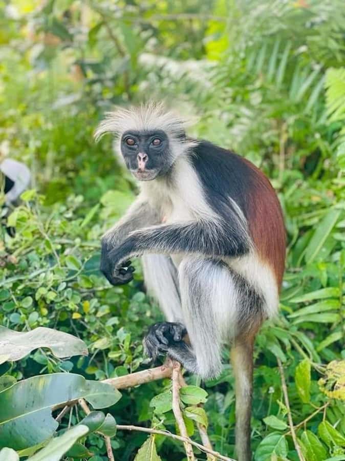 Zanzibar: Jozani nature walk and wildlife tour - Key points before you book
