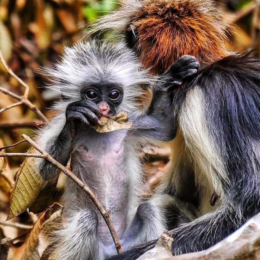 Zanzibar: Jozani nature walk and wildlife tour - Why Jozani Forest is worth your time