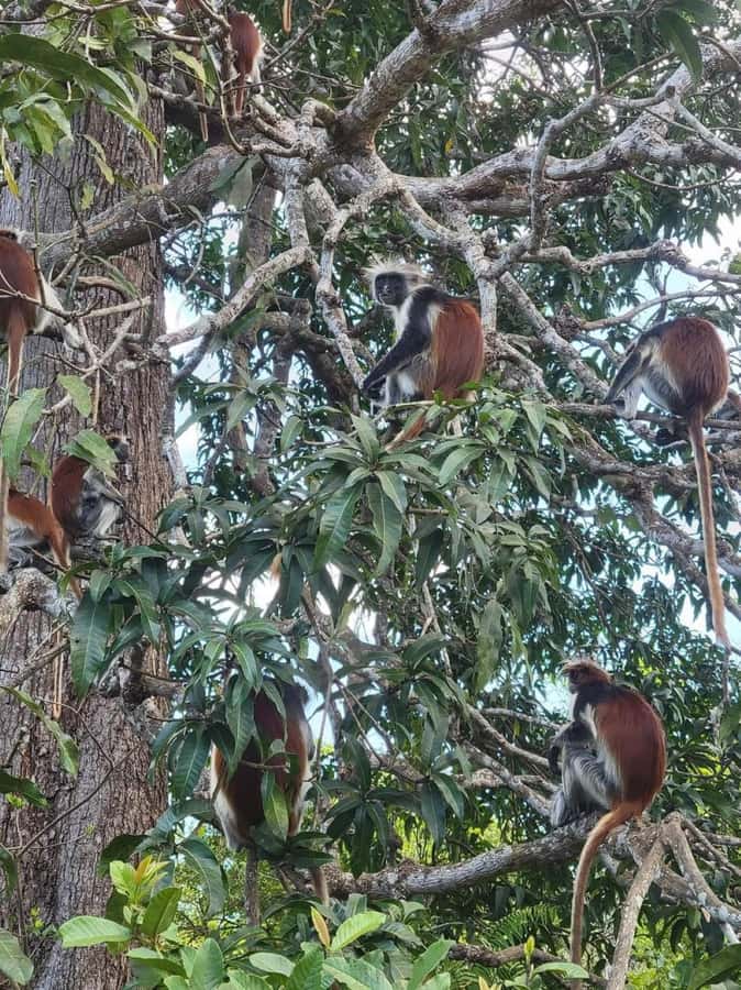 Zanzibar: Jozani nature walk and wildlife tour - Hotel pickup keeps the day easy