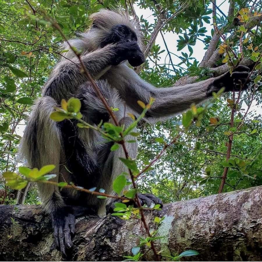 Zanzibar: Jozani nature walk and wildlife tour - Walking through the red monkey forest