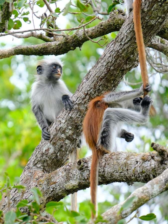 Zanzibar: Jozani nature walk and wildlife tour - Guides are the strongest part of the package