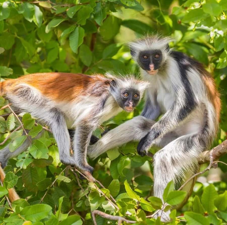 Zanzibar: Jozani nature walk and wildlife tour - Humidity and walking: prepare for a warm outing