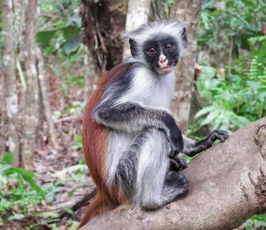 Zanzibar: Jozani nature walk and wildlife tour - Is $98 per person fair?