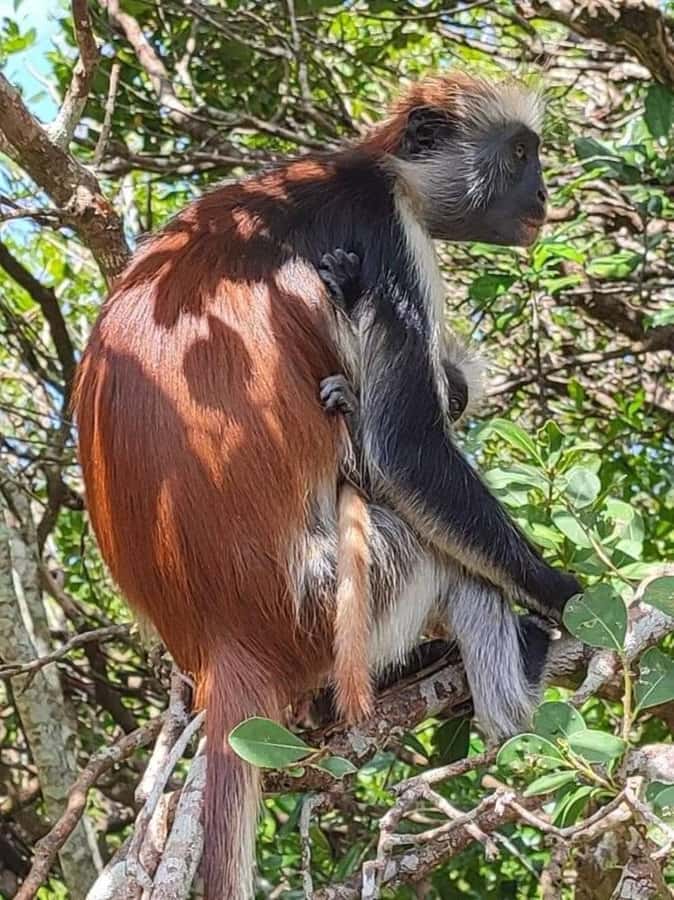 Zanzibar: Jozani nature walk and wildlife tour - Who will enjoy this Jozani outing?