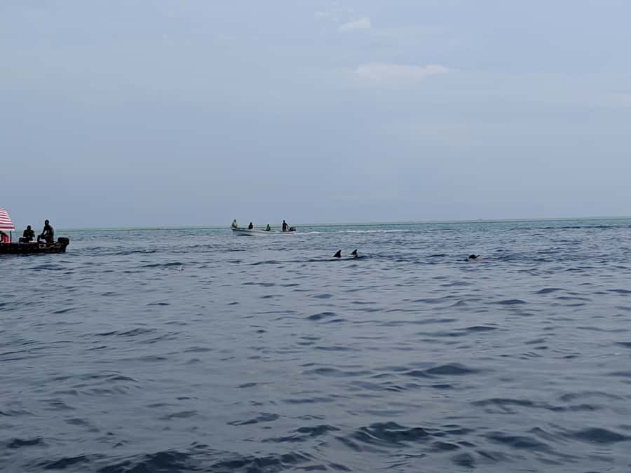 Zanzibar: Mnemba Atoll Marine Reserve Snorkeling Tour - Is $108 Good Value?