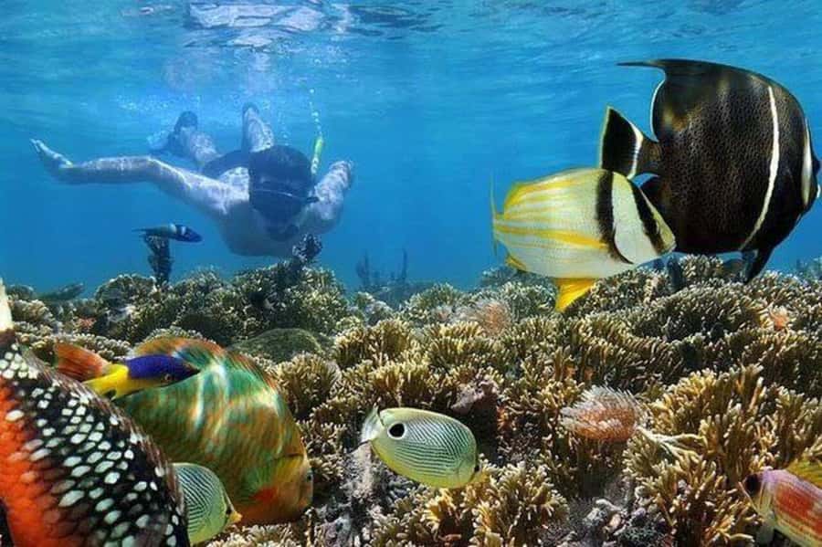 ZANZIBAR : Mnemba Dolphin and Snorkeling Tour - Key points before you book